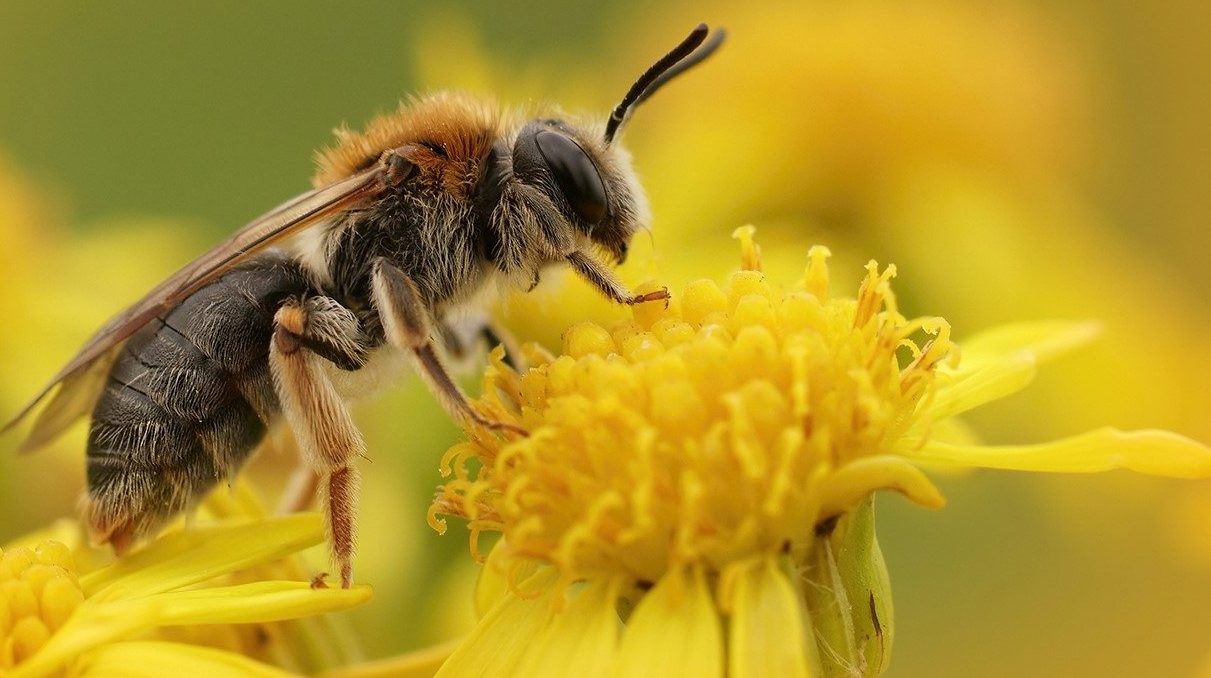 Das Bienensterben nimmt weltweitimmer größere Ausmaße an - Foto: foodwatch