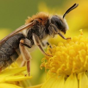 Das Bienensterben nimmt weltweitimmer größere Ausmaße an - Foto: foodwatch