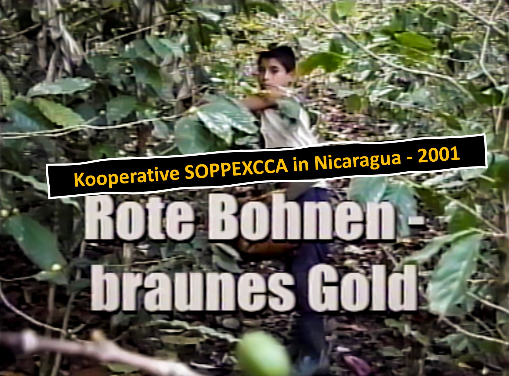 Rote Bohnen - Braunes Gold. Film con Markus Adloff und Volker Hoffmann. Wuppertal/Nicaragua 2001